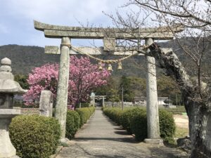 春日神社の鳥居とハート桜