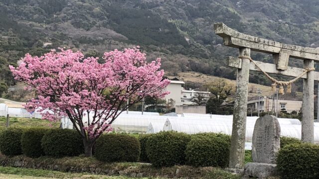 ハート桜