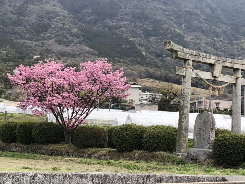 ハート桜